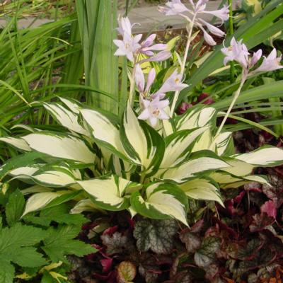 Hosta 'Loyalist'